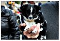 brocante_buisson_2013 (21)