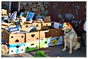 brocante_halleux_2013 (24)