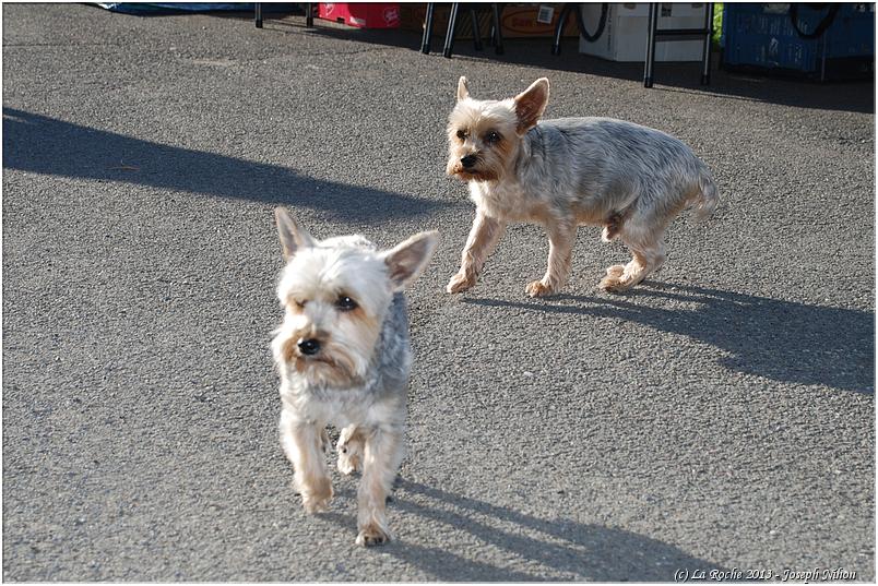 brocante_halleux_2013 (38)