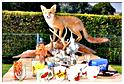 brocante_ortho_2013 (37)