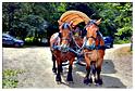 chesle_2015 (40)