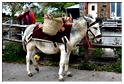 cielle_chasse_aux_oeufs_2014 (17)