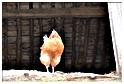 cielle_chasse_aux_oeufs_2014 (33)