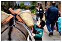 cielle_chasse_aux_oeufs_2014 (95)