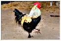 cielle_chasse_aux_oeufs_2014 (131)