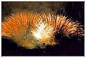 feu_artifice_2014 (104)