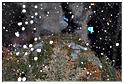 grand_feu_LR_2013 (51) grand_feu_LR_2013 (51)