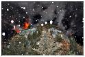 grand_feu_LR_2013 (53) grand_feu_LR_2013 (53)