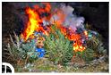 grand_feu_LR_2013 (122)