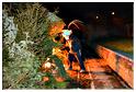 grand_feu_lr_2015 (30)