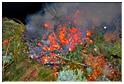 grand_feu_lr_2015 (89)