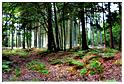 marche_gourmande_berismenil_2014 (33)