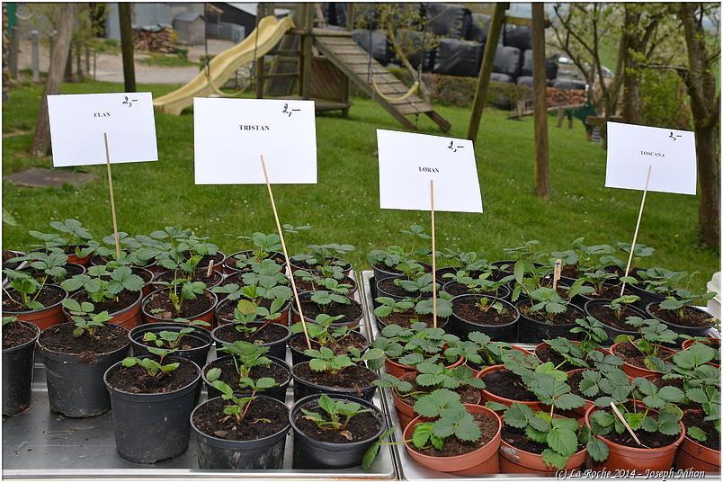 marche_plantes_hubermont (22)