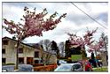 marche_televie_samree_2014 (2)