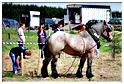 traction_chevaline_samrée_2012 (21)