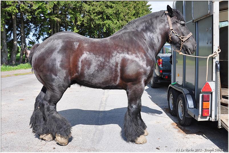 traction_chevaline_samr&eacute;e_2012 (35)