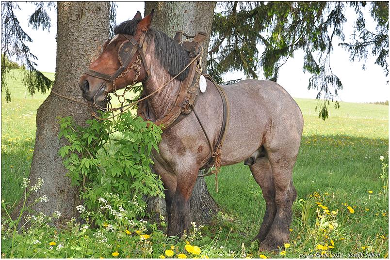 traction_chevaline_samr&eacute;e_2012 (67)
