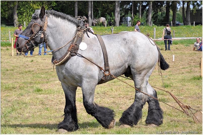 traction_chevaline_samr&eacute;e_2012 (108)